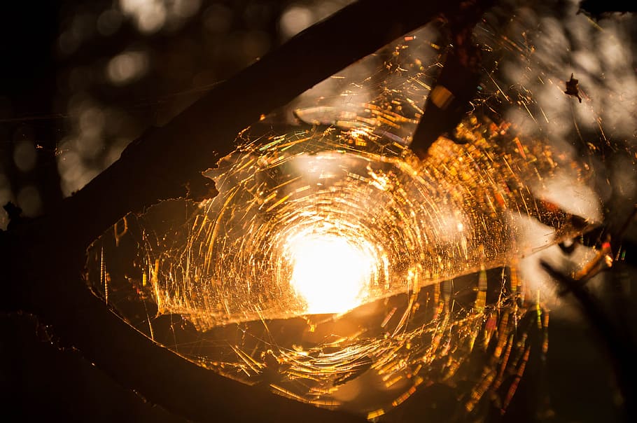 silhouette of spider web under golden hour, sun, trees, dawn HD wallpaper