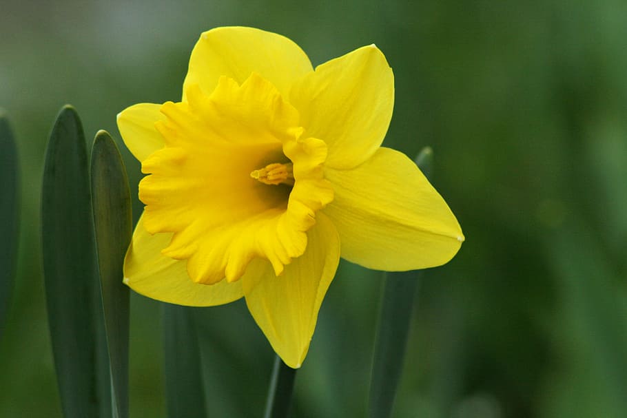 daffodil, flower, yellow, spring, blossom, bloom, daffodils HD wallpaper