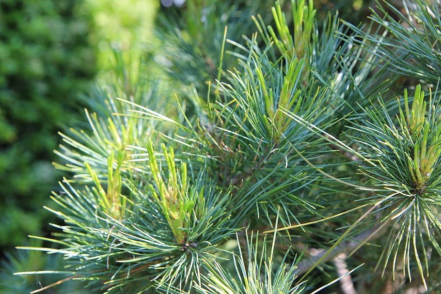 pine, maritime pine, pinewood, conifer, plant, growth, green color HD wallpaper