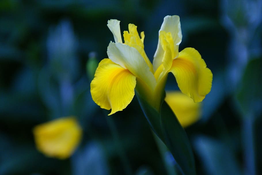 iris, flower, yellow, blossom, bloom, close, spring, iridaceae HD wallpaper