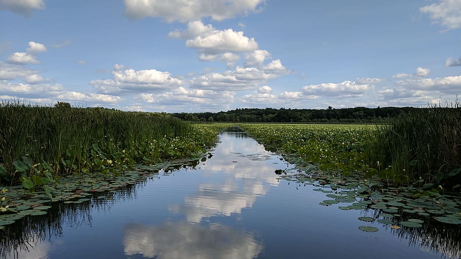 body of water surrounded by plants, pond, clouds, lake, reflection HD wallpaper