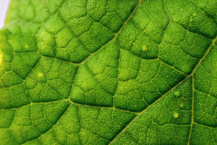 venation, leaf veins, nature, green, plant, green color, full frame, HD wallpaper