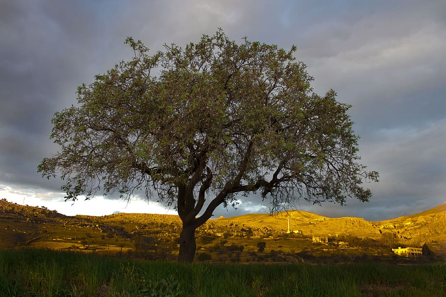 Tree, Sunset, Mountain, Landscape, turkey, sky, yellow, nature HD wallpaper