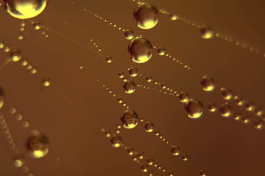 drip, morgentau, close, dewdrop, close-up, no people, water HD wallpaper