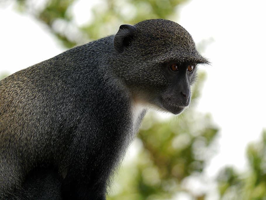 africa, kenya, monkey, mammal, animal, wildlife, nature, primate HD wallpaper
