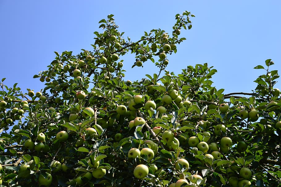 apple tree, fruit, fruit tree, apple orchard, healthy, ripe HD wallpaper