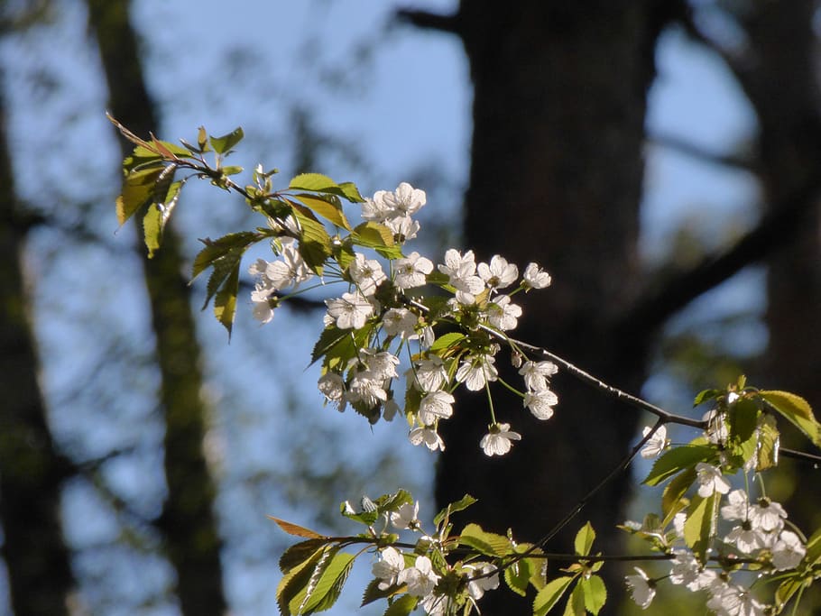 Branch, Spring, Tree, flower, blossom, growth, nature, plant HD wallpaper