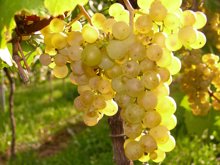 grapes, vineyard, wine, vines, autumn, grapevine, winegrowing HD wallpaper