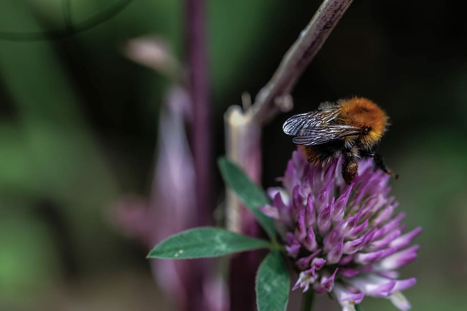 Bumblebee, Flower, Insect, Nature, summer, macro, purple, one animal HD wallpaper