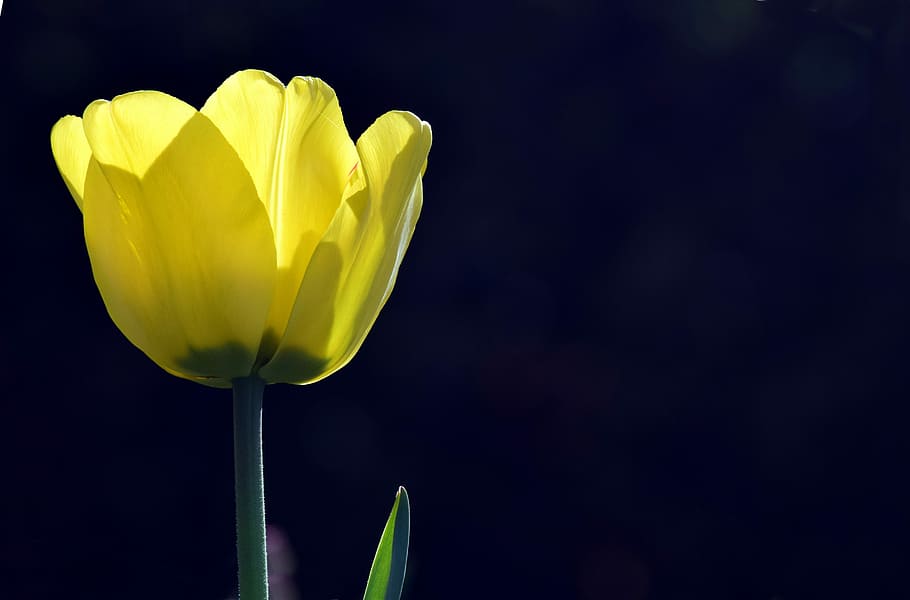 bright, back light, yellow, tulips, close, nature, plant, flower HD wallpaper
