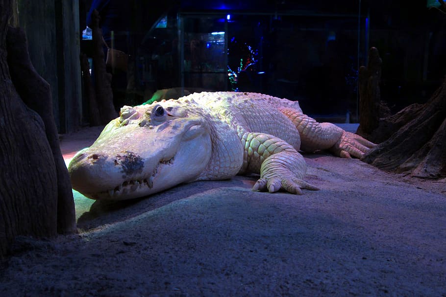 white alligator, albino, crocodile, zoo, reptile, lizard, dragon, HD wallpaper