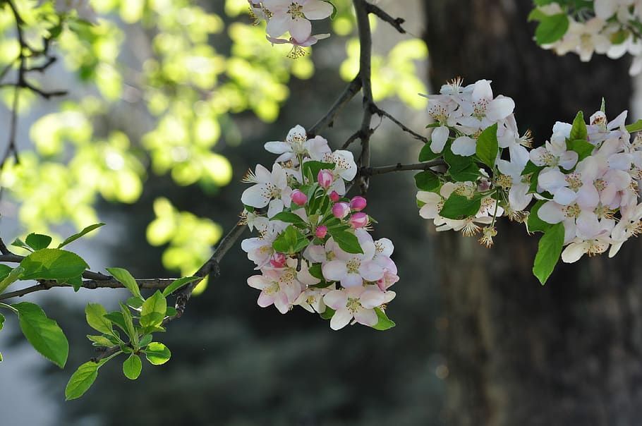 Spring, Alma-Ata, Apple Tree, flower, blossom, plant, fragility HD wallpaper