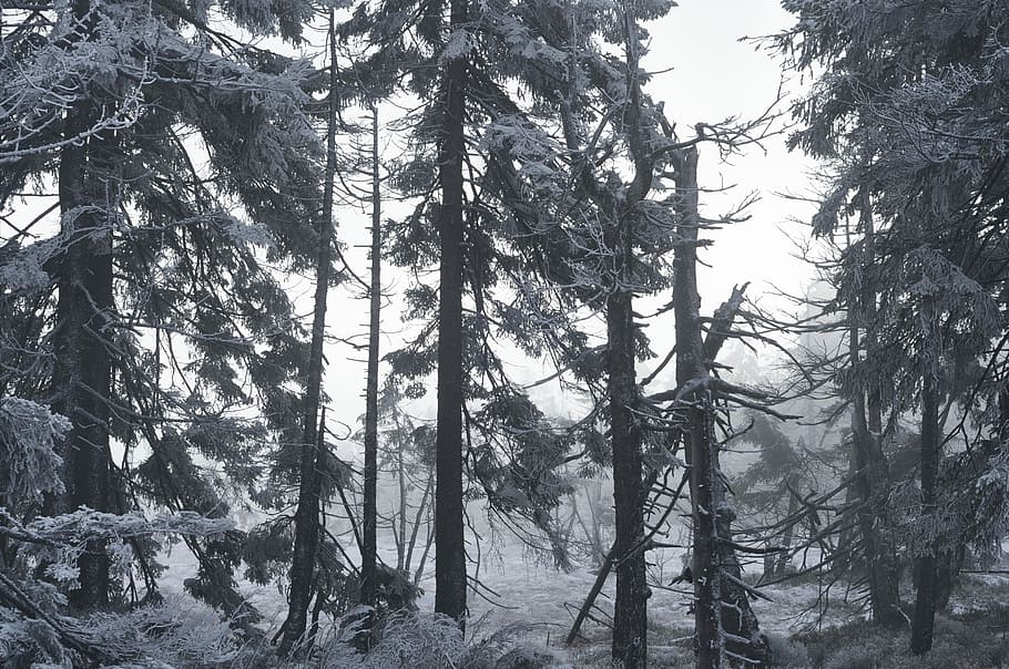 pine trees with snow during daytime, grayscale photography of forest HD wallpaper