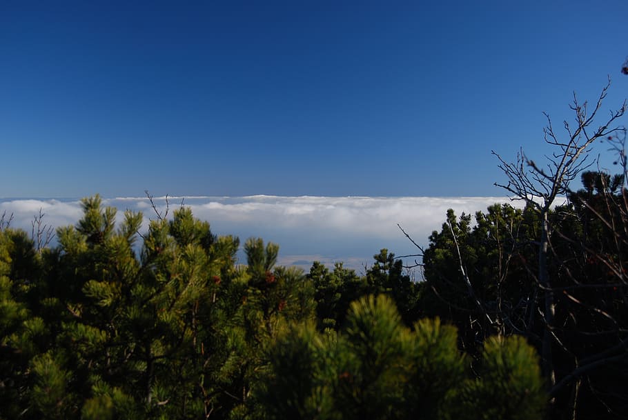clouds, above the clouds, mountain pine, sky, blue, plant, tree HD wallpaper