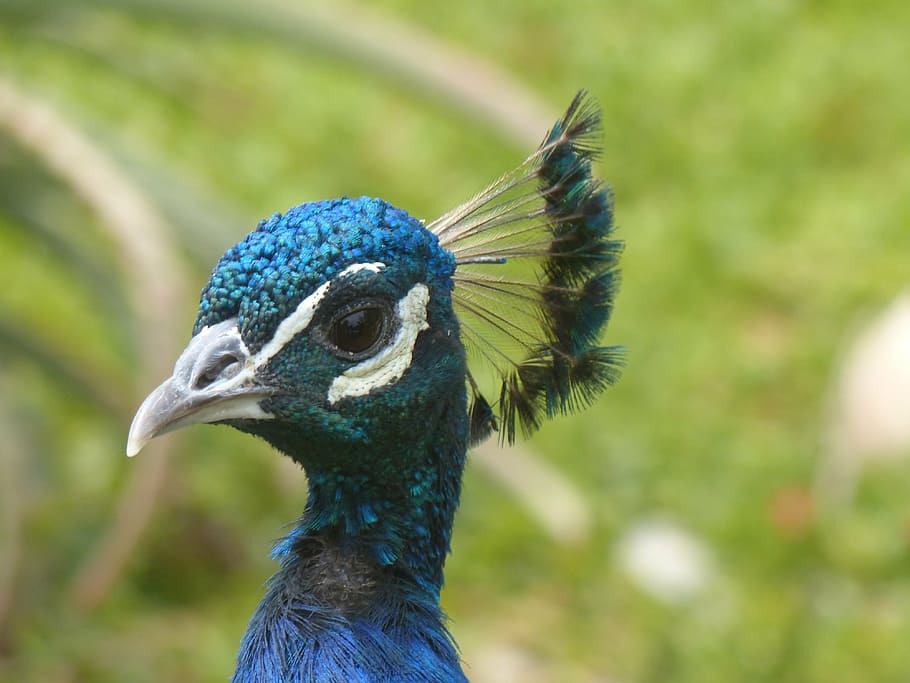 peacock, head, bird, blue, animal themes, one animal, animal wildlife HD wallpaper