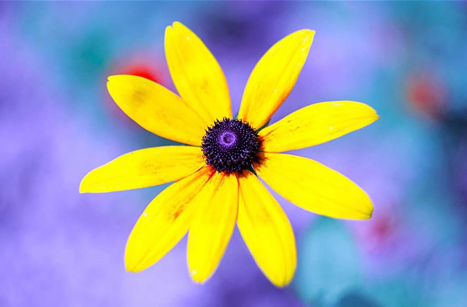 flower, macro, blossom, bloom, yellow, flower head, inflorescence HD wallpaper
