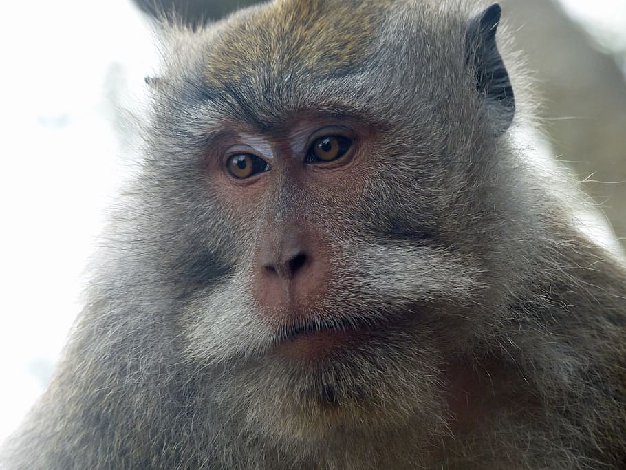 bali, indonesia, monkey, primate, animal wildlife, mammal, one animal HD wallpaper
