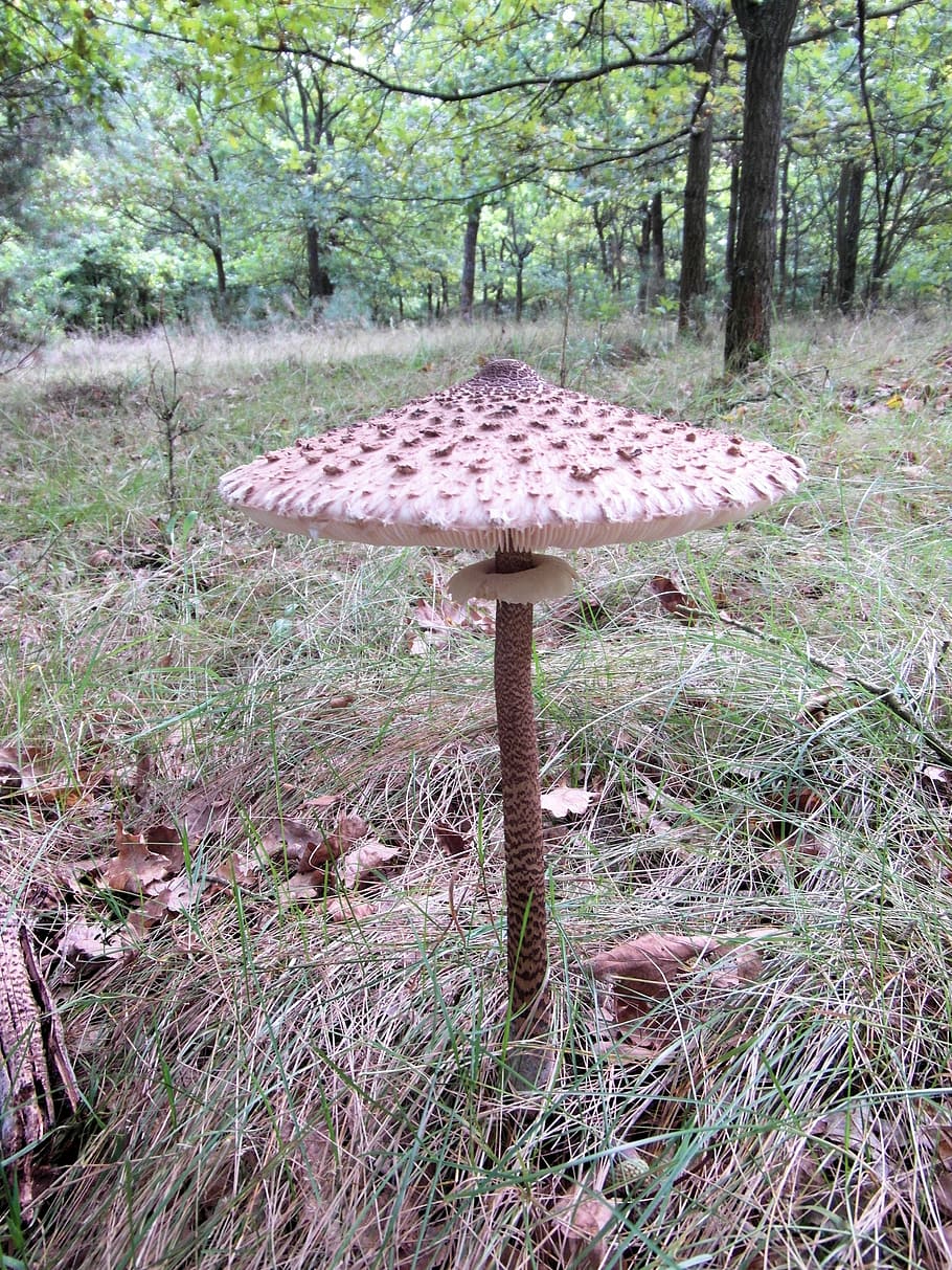giant screen fungus, boletes, drum mallets, mushroom, forest, HD wallpaper