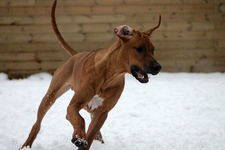 rhodesian richback, puppy, cute, dog, snow, winter, pets, animal HD wallpaper