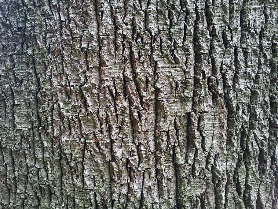 Bark, Tree, Organic, Agriculture, outdoors, environment, trunk HD wallpaper