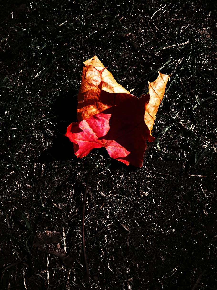 sheet, contrast, maple, autumn, trees, colors, autumnal, forest HD wallpaper