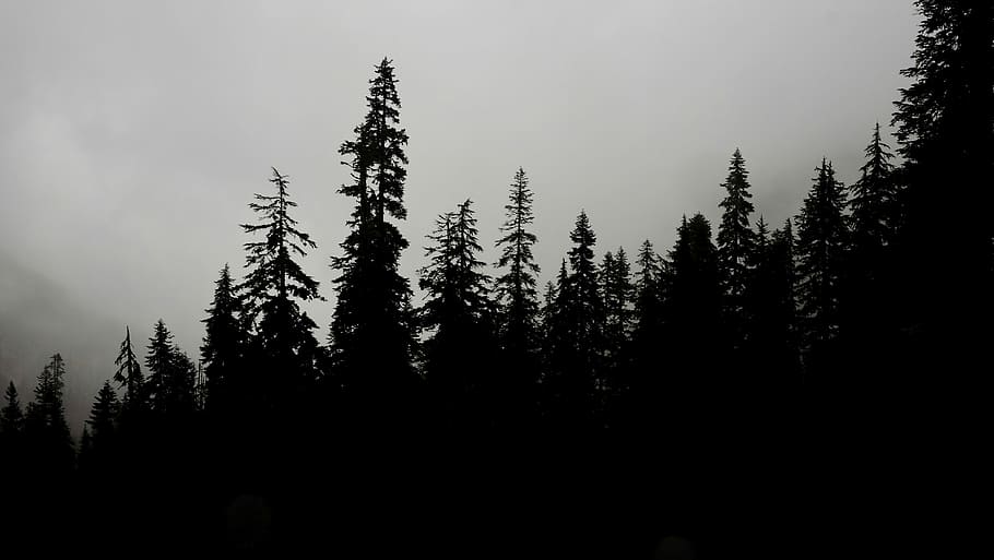 silhouette of trees, forest, fog, evergreen, pine, foggy, hike HD wallpaper