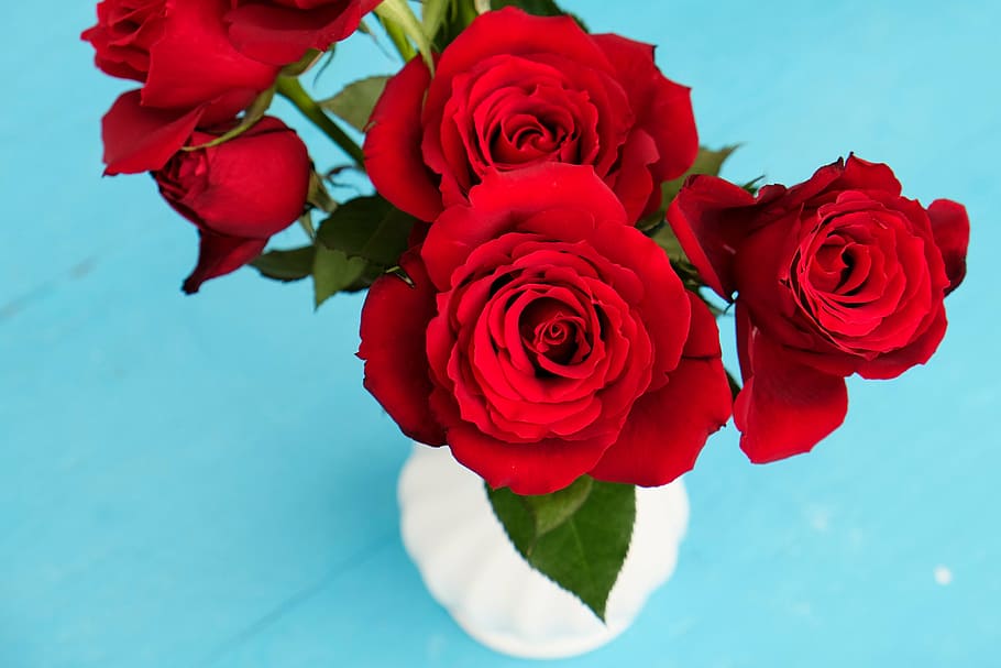selective focus photo of red roses in white ceramic vase, flower, HD wallpaper