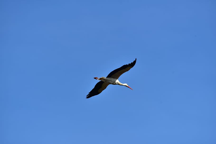 Stork, Fly, Black White, sky, bill, rattle stork, white stork HD wallpaper