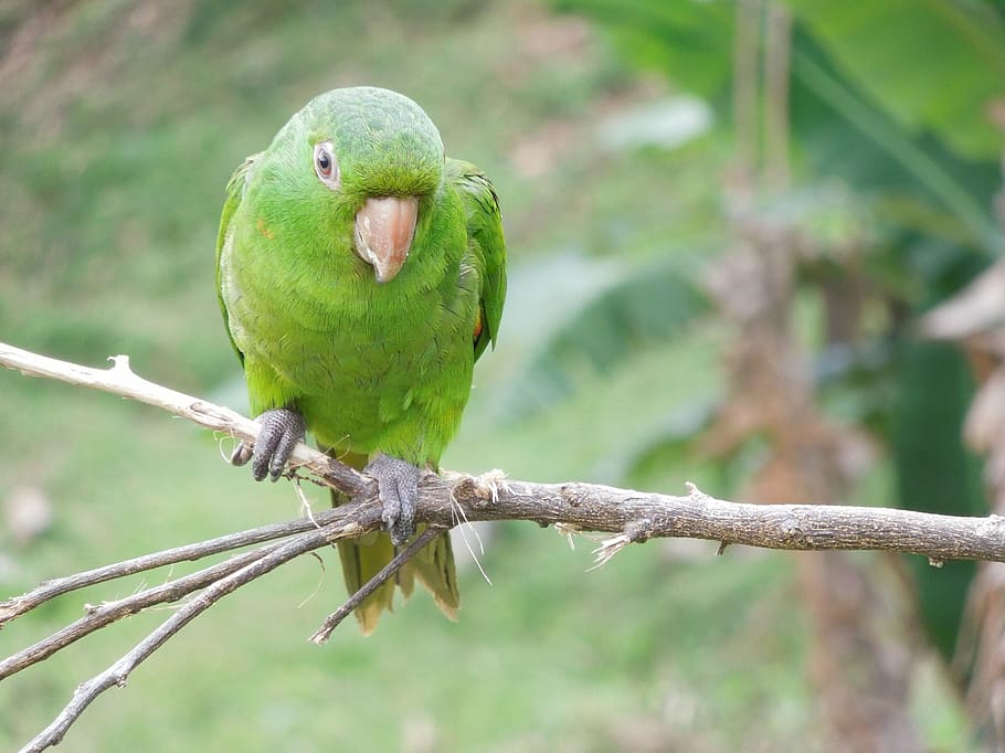 maritaca, parrot, laurel, bird, tropical birds, birdie, nature HD wallpaper