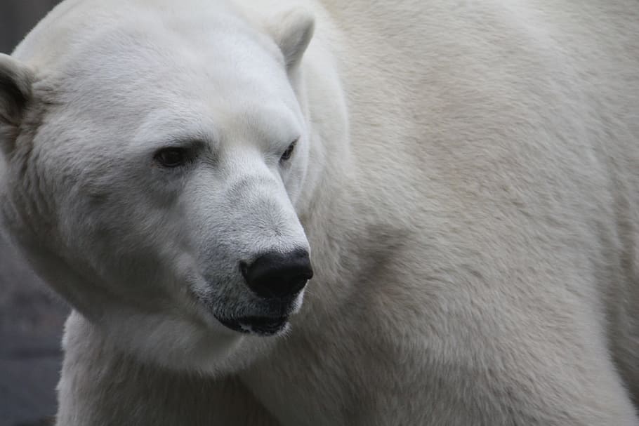 portrait photography of polar bear, Zoo, Stuttgart, animal HD wallpaper