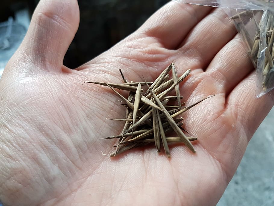 seeds, bamboo, hand, human body part, human hand, one person HD wallpaper