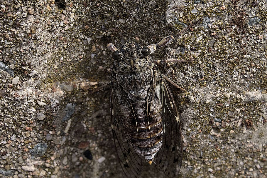 summer, sun, provence, cicada, animal themes, animal wildlife HD wallpaper
