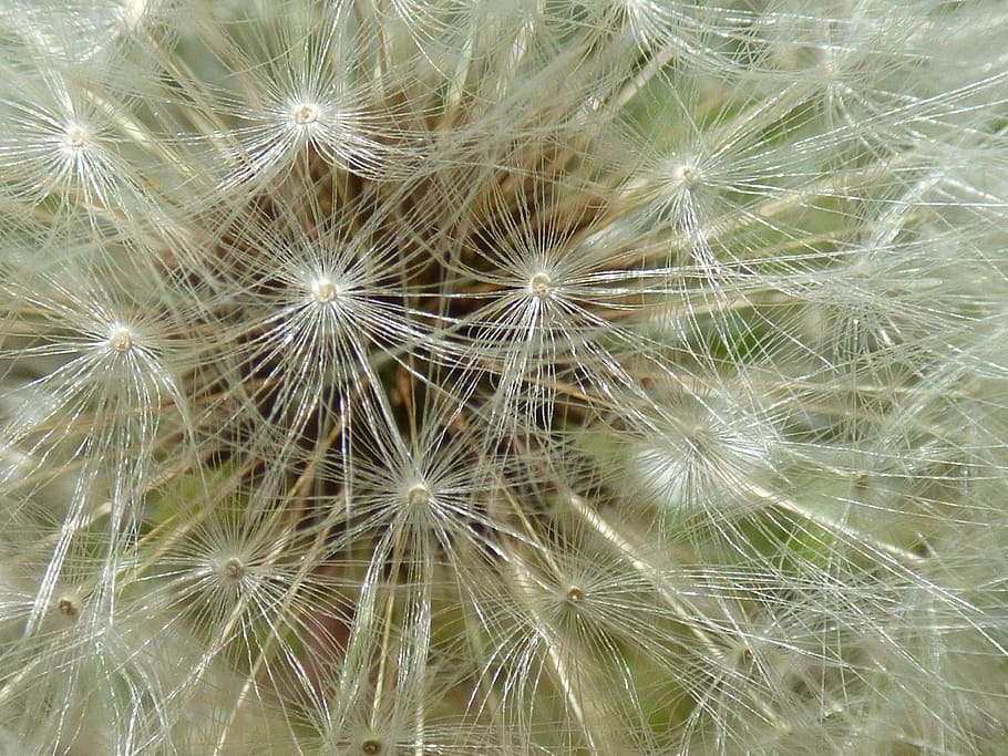 flower, dandelion, egrets, nature, close-up, backgrounds, flowering plant HD wallpaper
