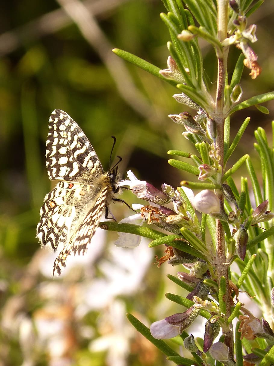 butterfly, rosemary, spring, plant, insect, beauty in nature HD wallpaper