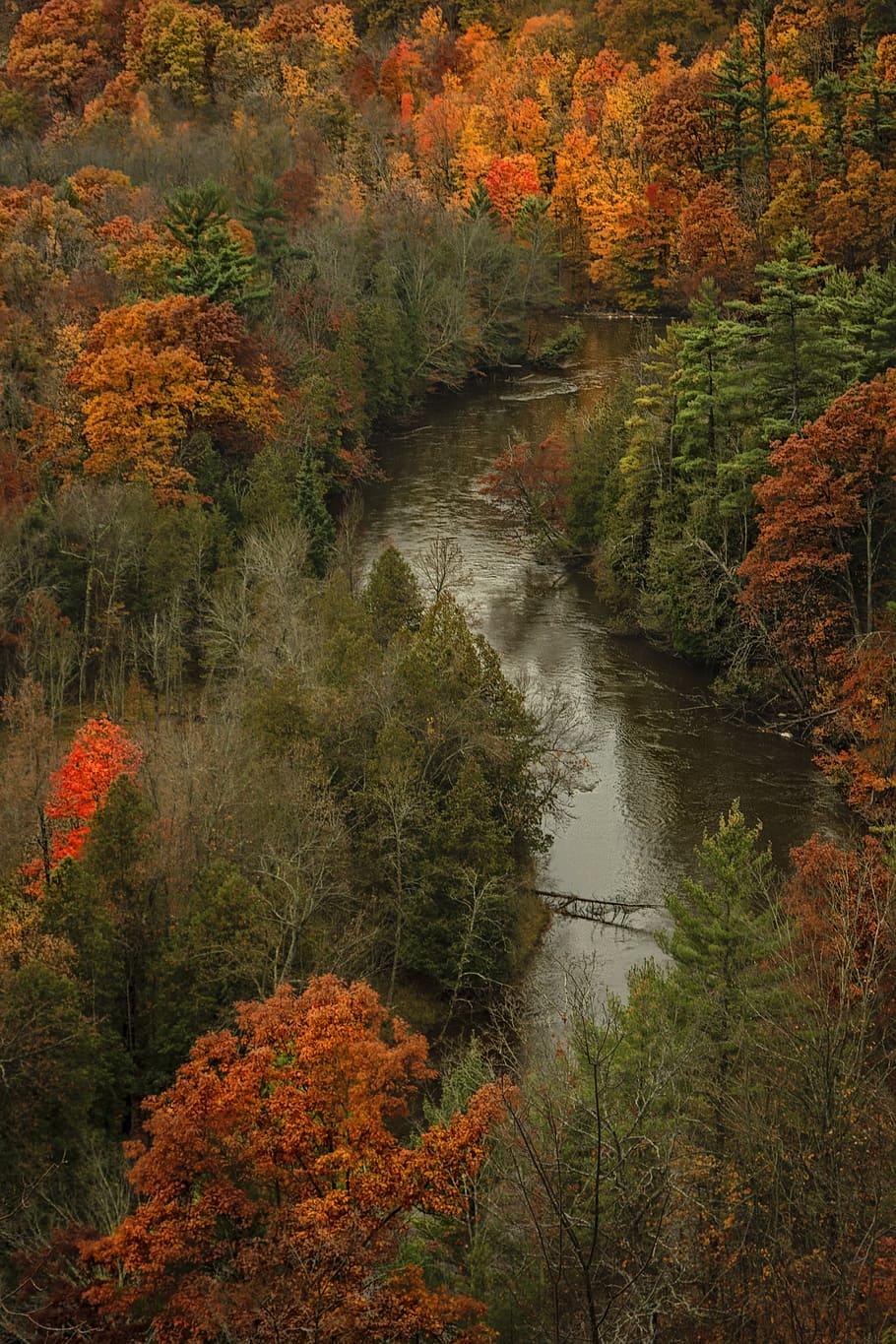 river at middle of brown and green leafed trees, lake between trees HD wallpaper