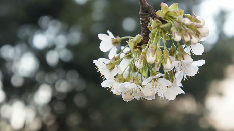 Flower, Cherry, Tree, blossoming cherry, nature, focus on foreground HD wallpaper