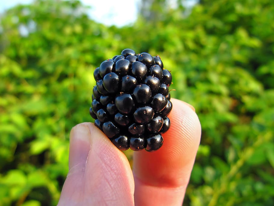 macro photo of person holding black berry, blackberry, bramble