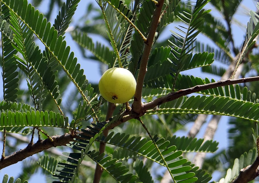 indian gooseberry, amla, phyllanthus emblica, emblica officinalis, HD wallpaper