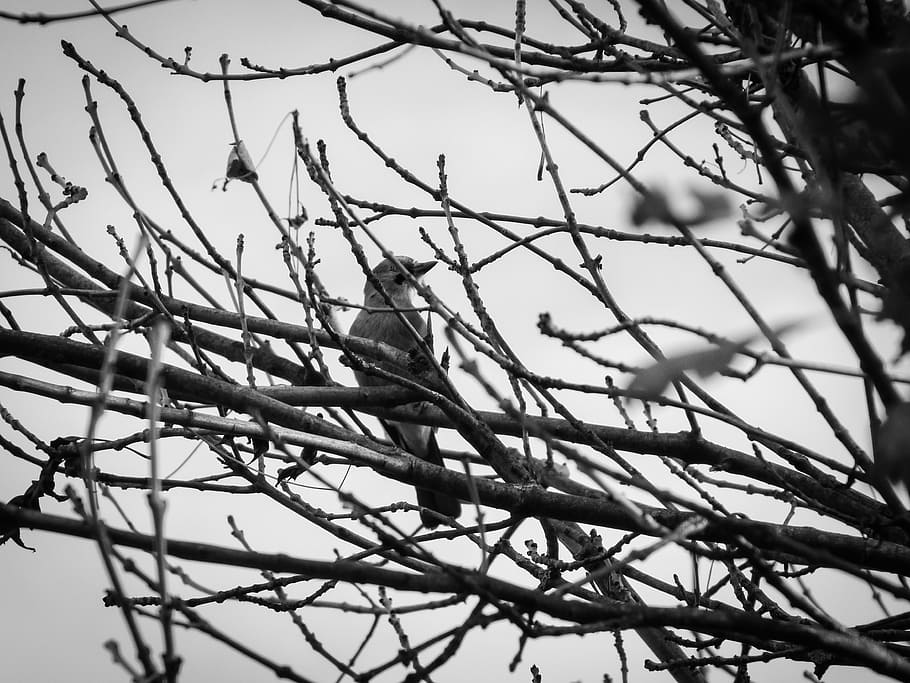 bird, branches, darkness, gloomy, black white, autumn, tree HD wallpaper