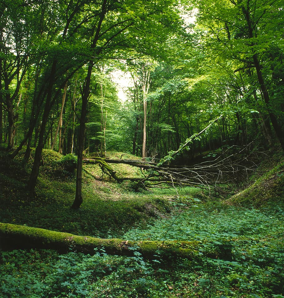landscape, forest, green, nature, trees, travel, woodland, outdoors HD wallpaper
