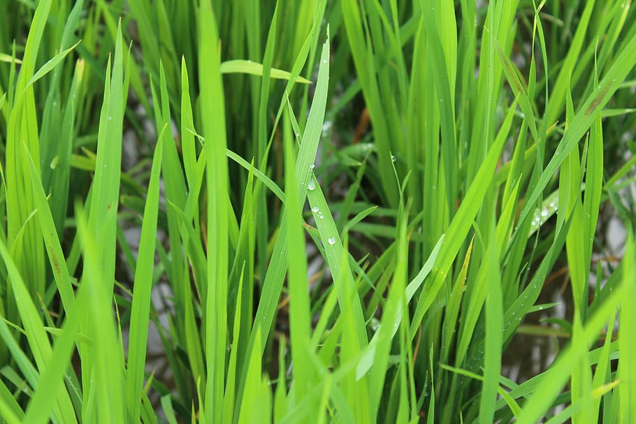 grass, dew, field, nature, green, green color, growth, agriculture HD wallpaper