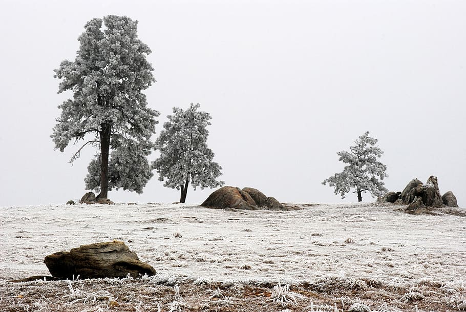 gray trees and brown rocks under clear sky, snow capped trees HD wallpaper