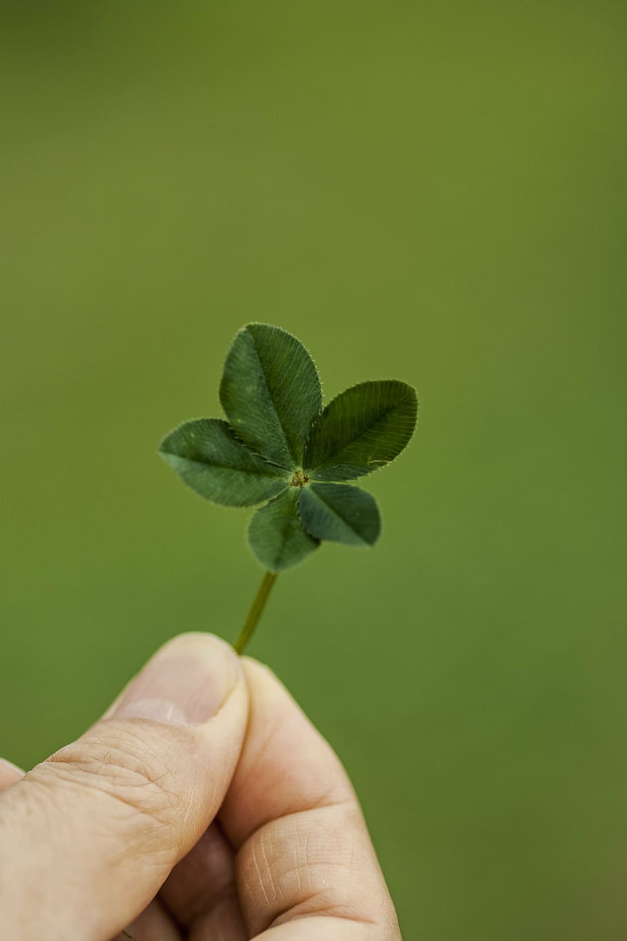 person holding green leaf, clover, abstract, pool, plants, herb HD wallpaper