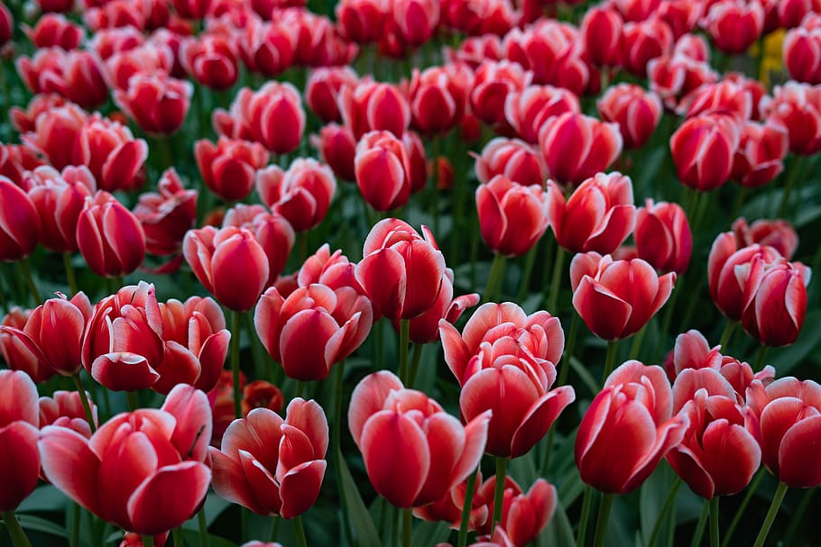 red flowers, close up photography of pink tulips, field, petal HD wallpaper