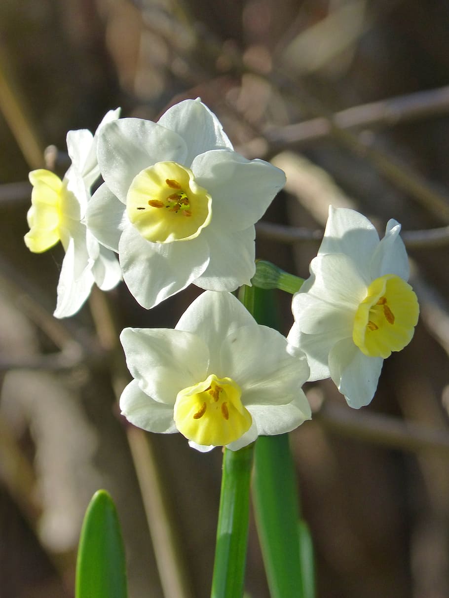 daffodil, daffodils, florir, flower, plant, nature, floral HD wallpaper
