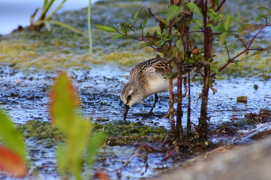 animal, river, waterside, grass, little bird, the department of HD wallpaper