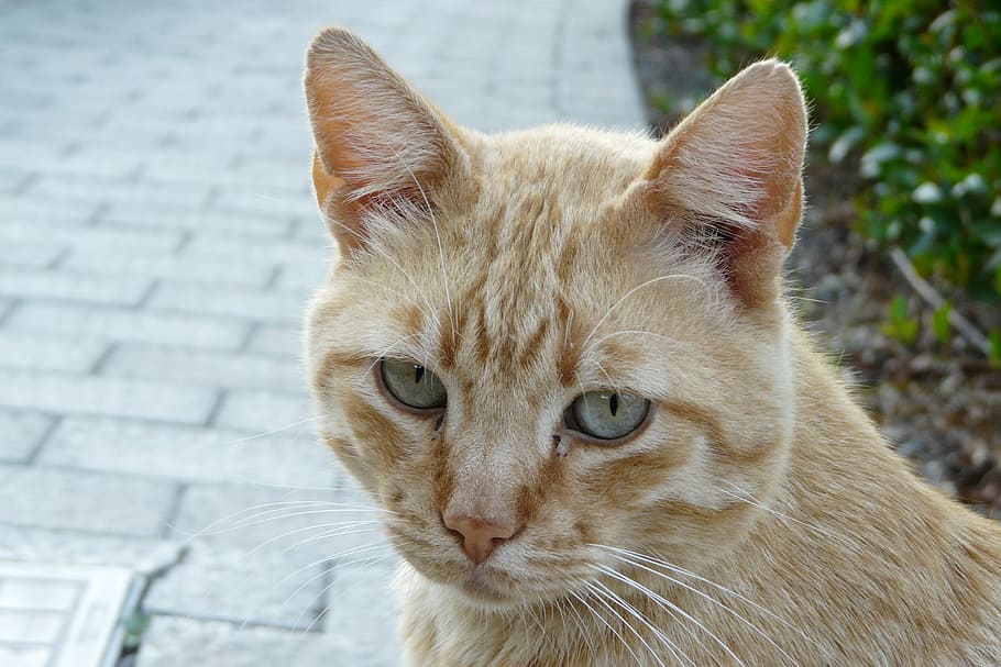 cat, tiger, cat face, head, portrait, animal, pets, domestic Cat HD wallpaper