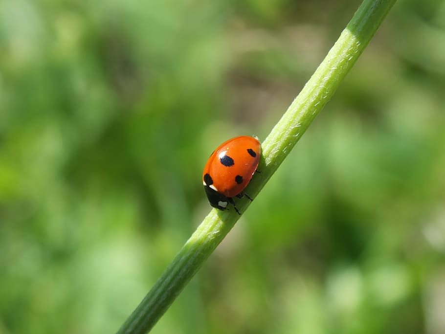 fauna, ladybug, red, insect, summer, nature, beetle, grass HD wallpaper