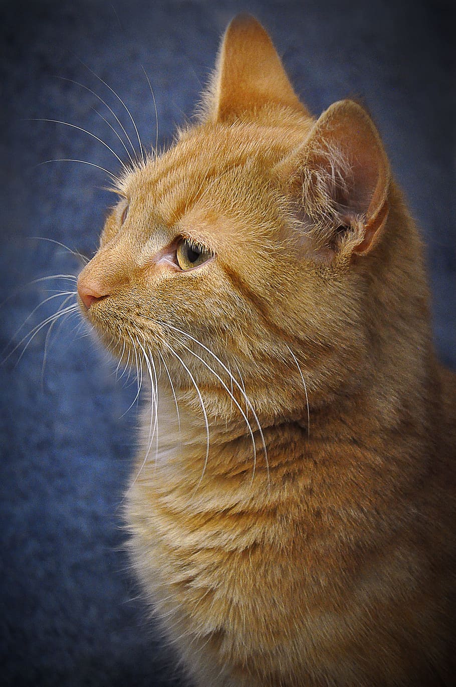 closeup photo of brown cat, red, mackerel, pet, red tomcat HD wallpaper