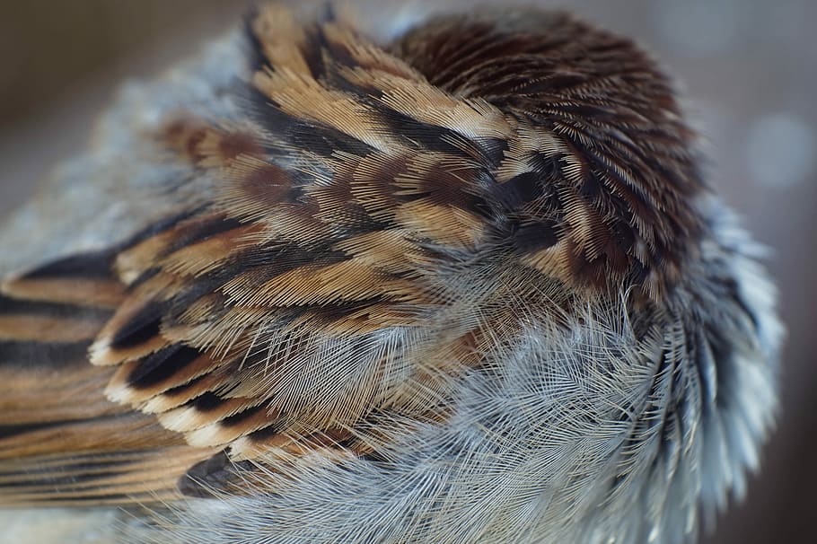 brown and black feather, closeup photo of brown and gray feathers HD wallpaper